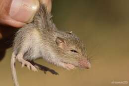 Image of Sinaloan pocket mouse