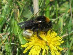 Image of Vestal cuckoo bee