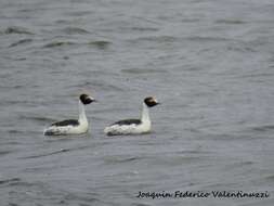 Image of Hooded Grebe