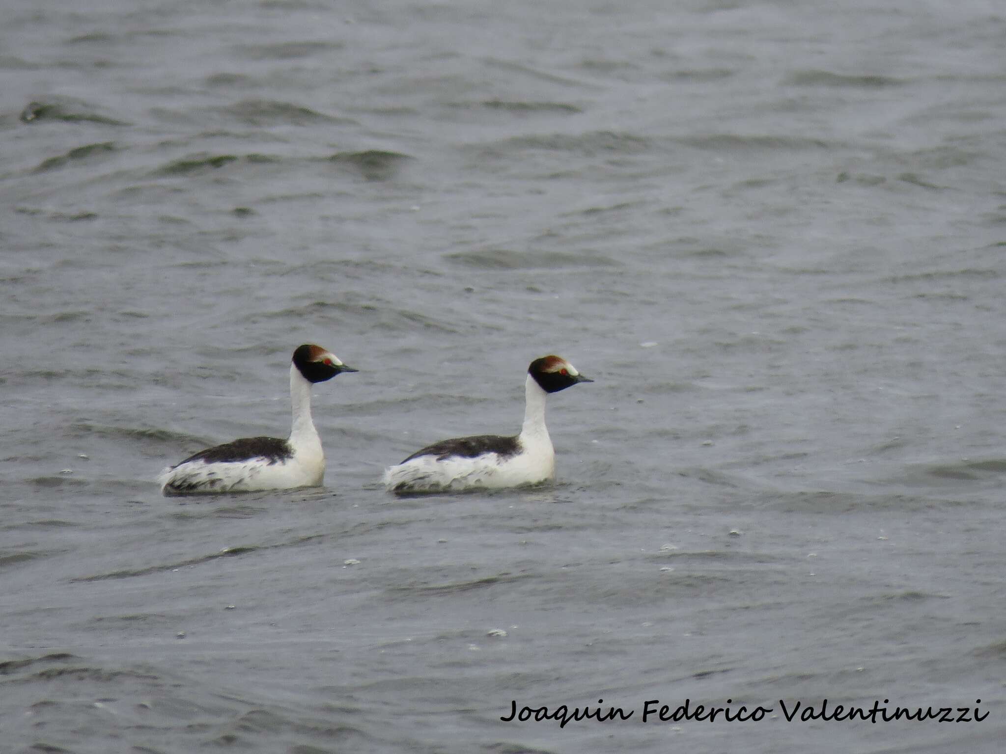 Image of Hooded Grebe