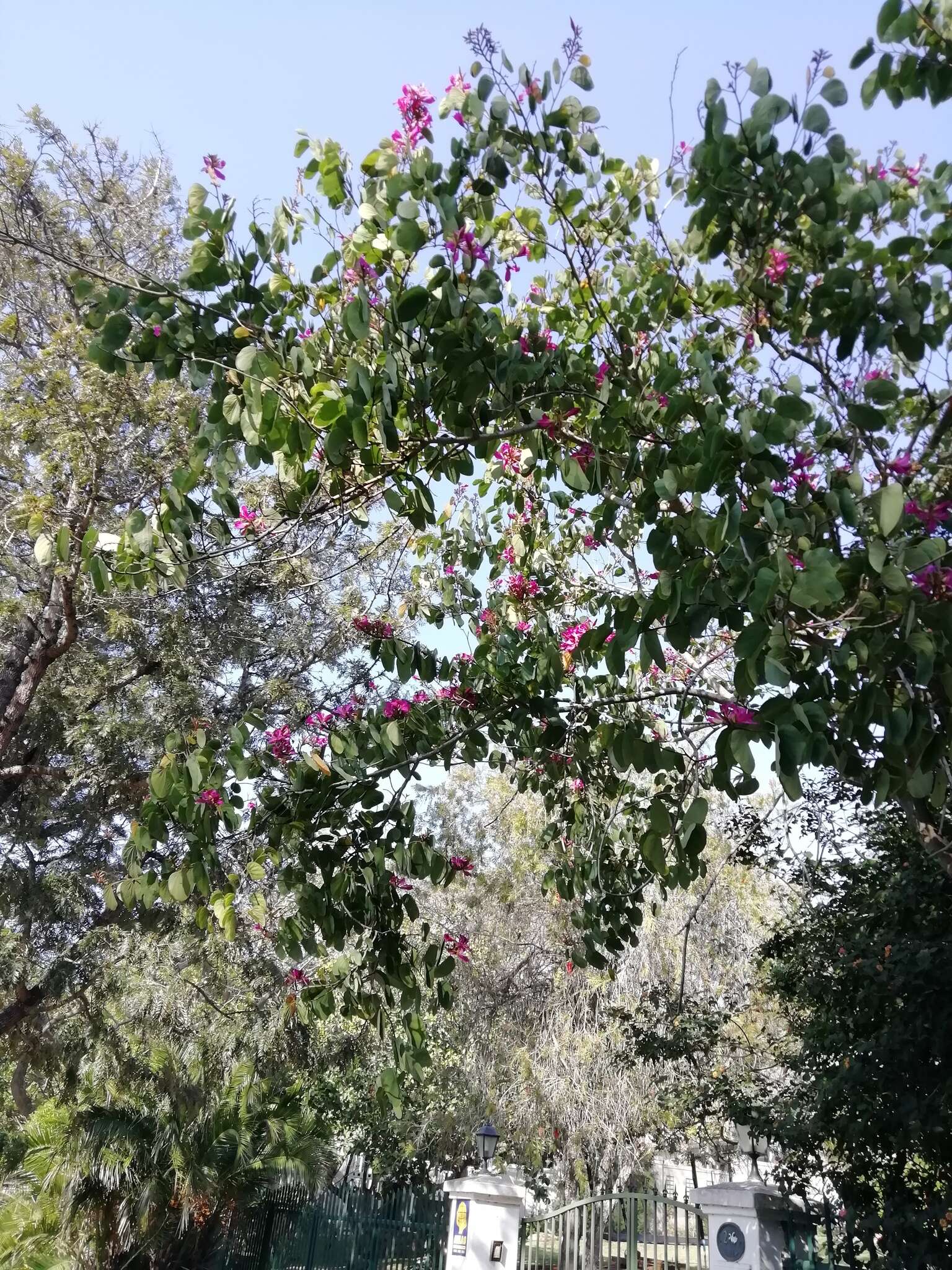 Image of bauhinia