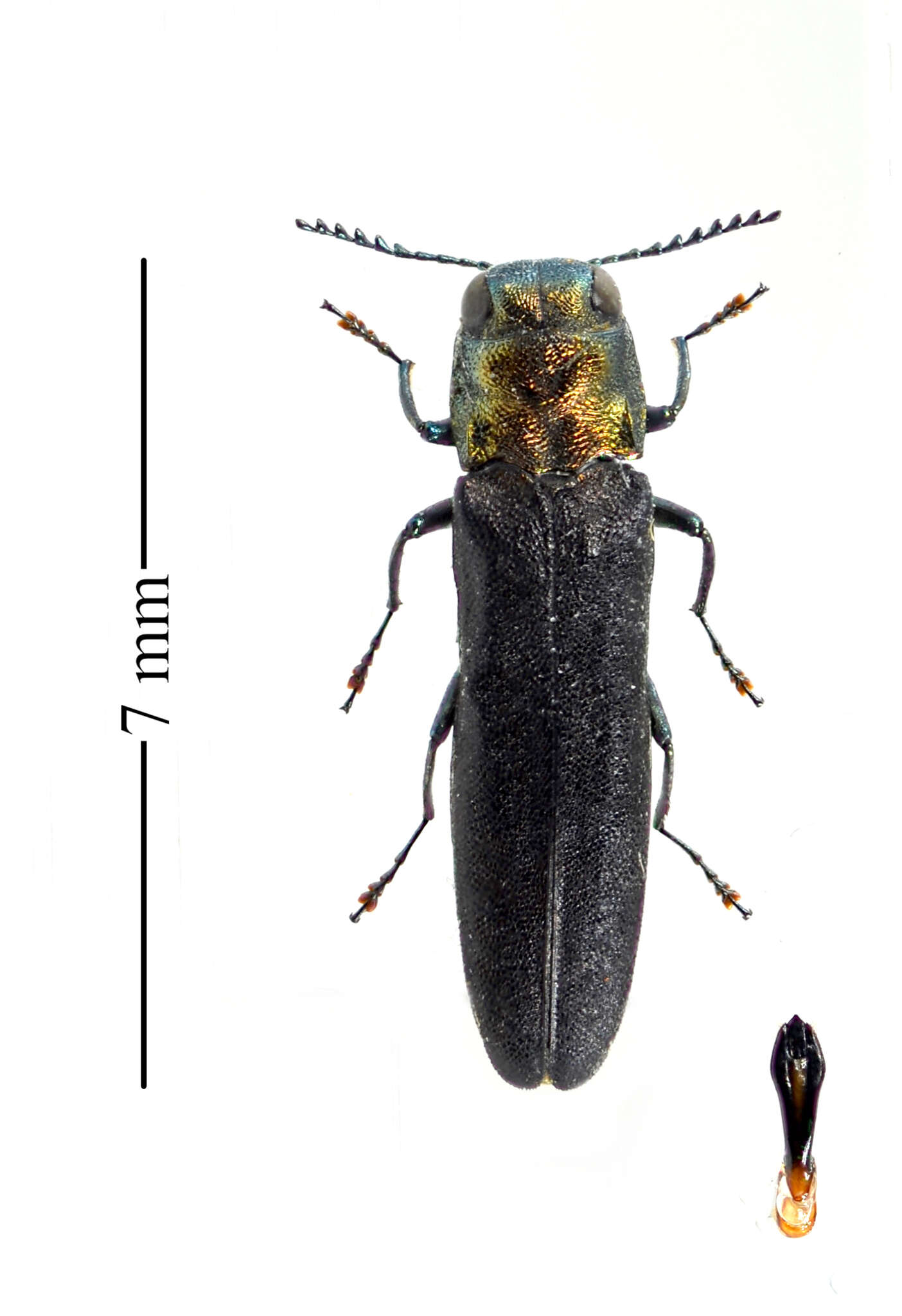 Image de Agrilus arcuatus (Say 1825)