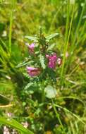 Image of Pedicularis adunca Bieb. ex Stev.