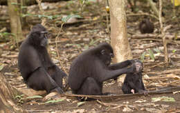 Image of Celebes crested macaque