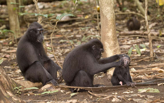 Image of Celebes crested macaque