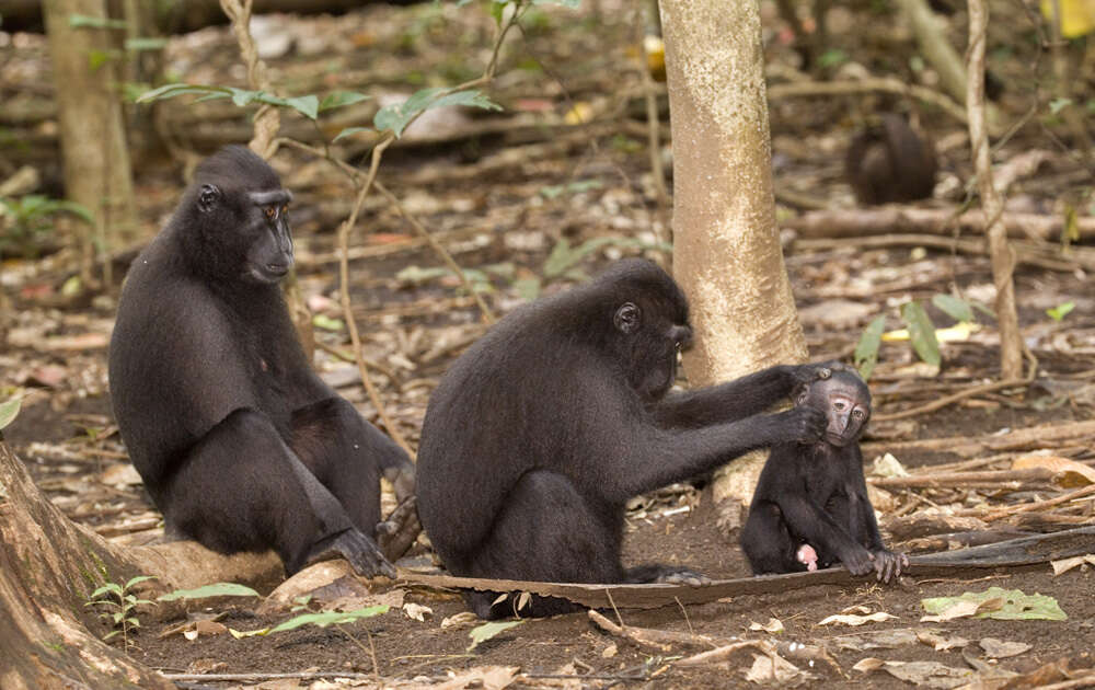 Image of Celebes crested macaque