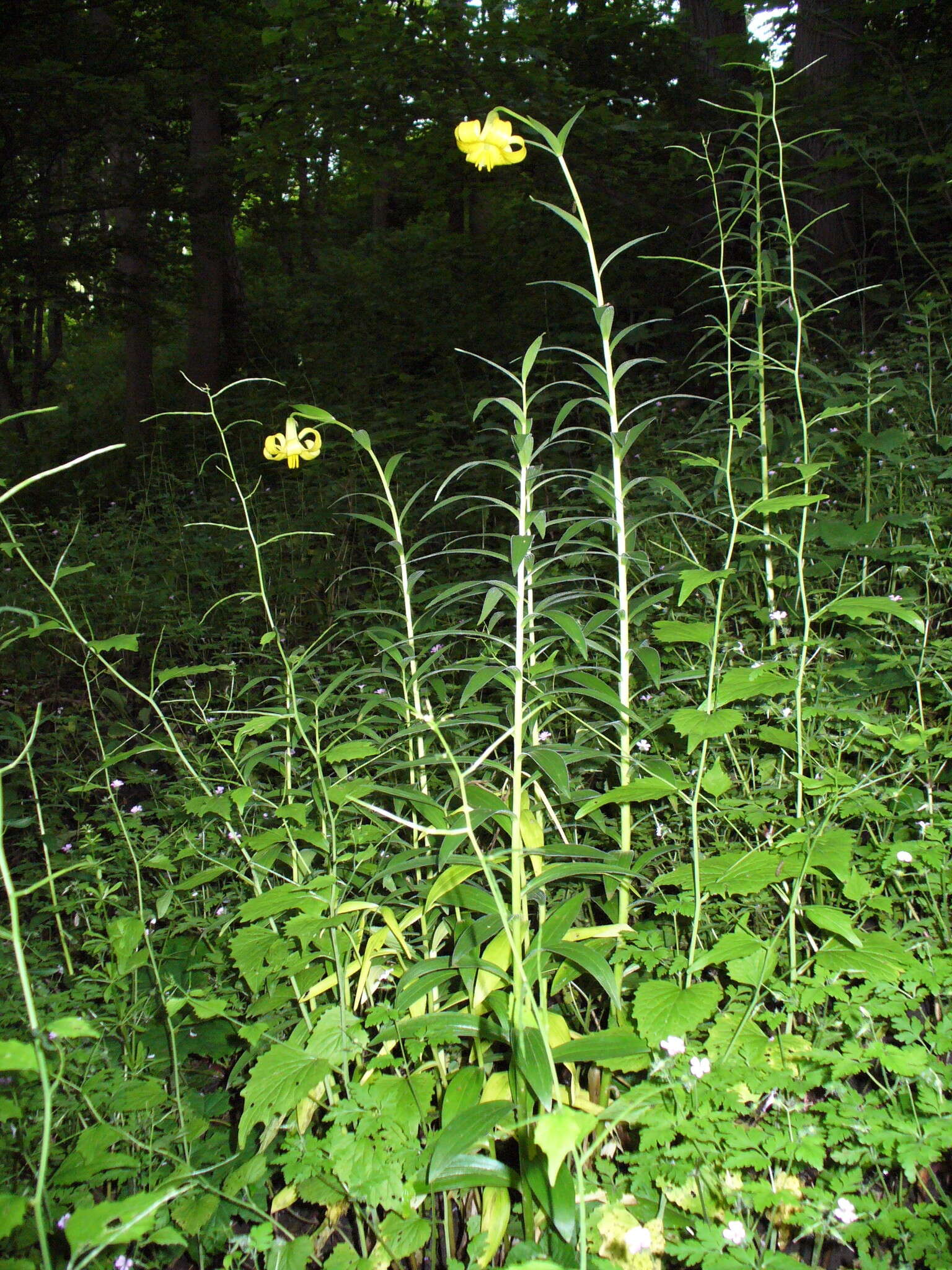 Imagem de Lilium monadelphum M. Bieb.