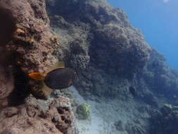 Image of Barred Filefish