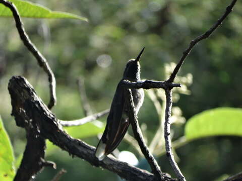 Image of Blue-throated Hummingbird