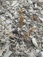 Image of White River Valley beardtongue