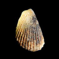 Image of frilled file shell