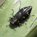 Chrysobothris capitata Gory & Laporte 1837的圖片