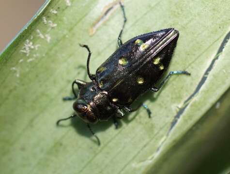 Image of Chrysobothris capitata Gory & Laporte 1837