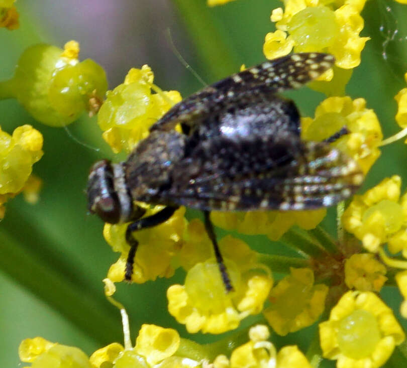 Image of Fly