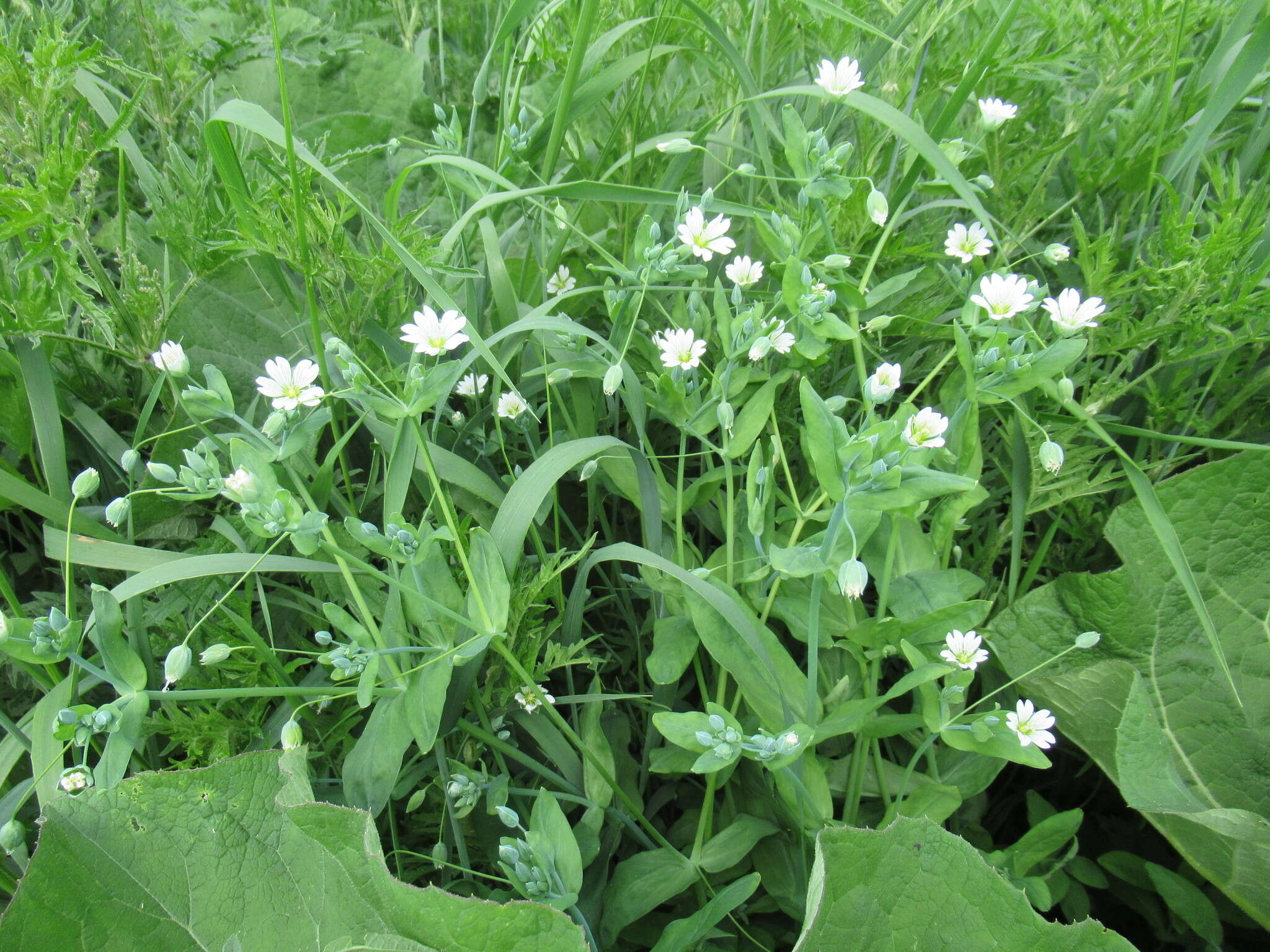 Image of Cerastium davuricum Fischer