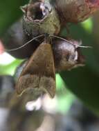 Image of Gymnobathra hyetodes Meyrick 1884