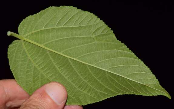 Image de Acalypha cincta Müll. Arg.