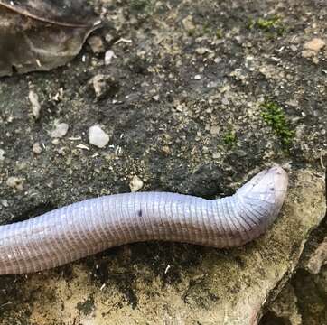 Plancia ëd Amphisbaena vermicularis Wagler 1824