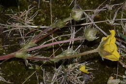 Image of Potentilla candicans Humb. & Bonpl. ex Schltdl.