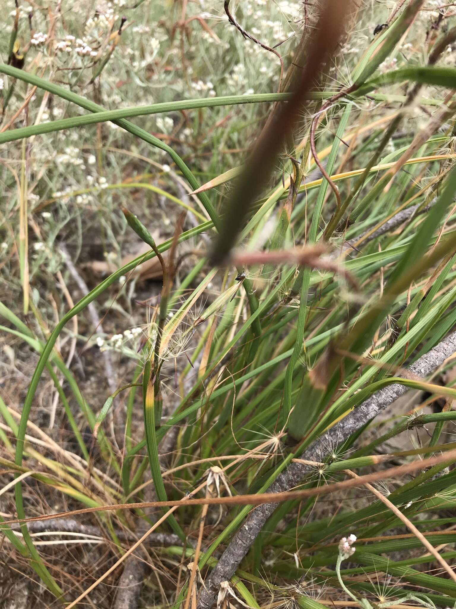 Image of Moraea inconspicua Goldblatt