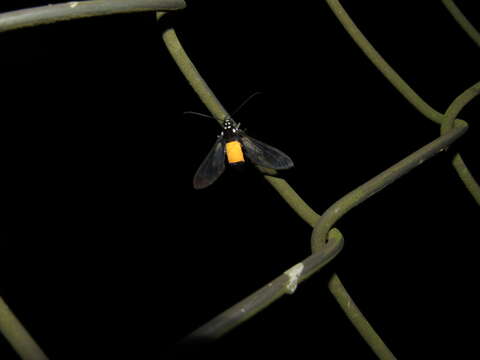 Image of Cosmosoma galatea Schaus 1912