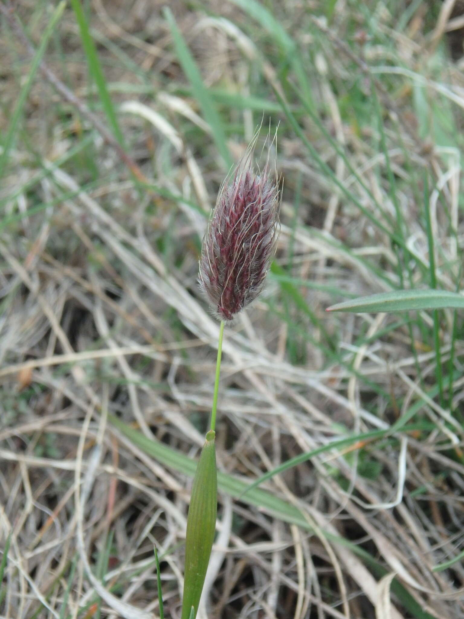 Image of Alopecurus vaginatus (Willd.) Kunth