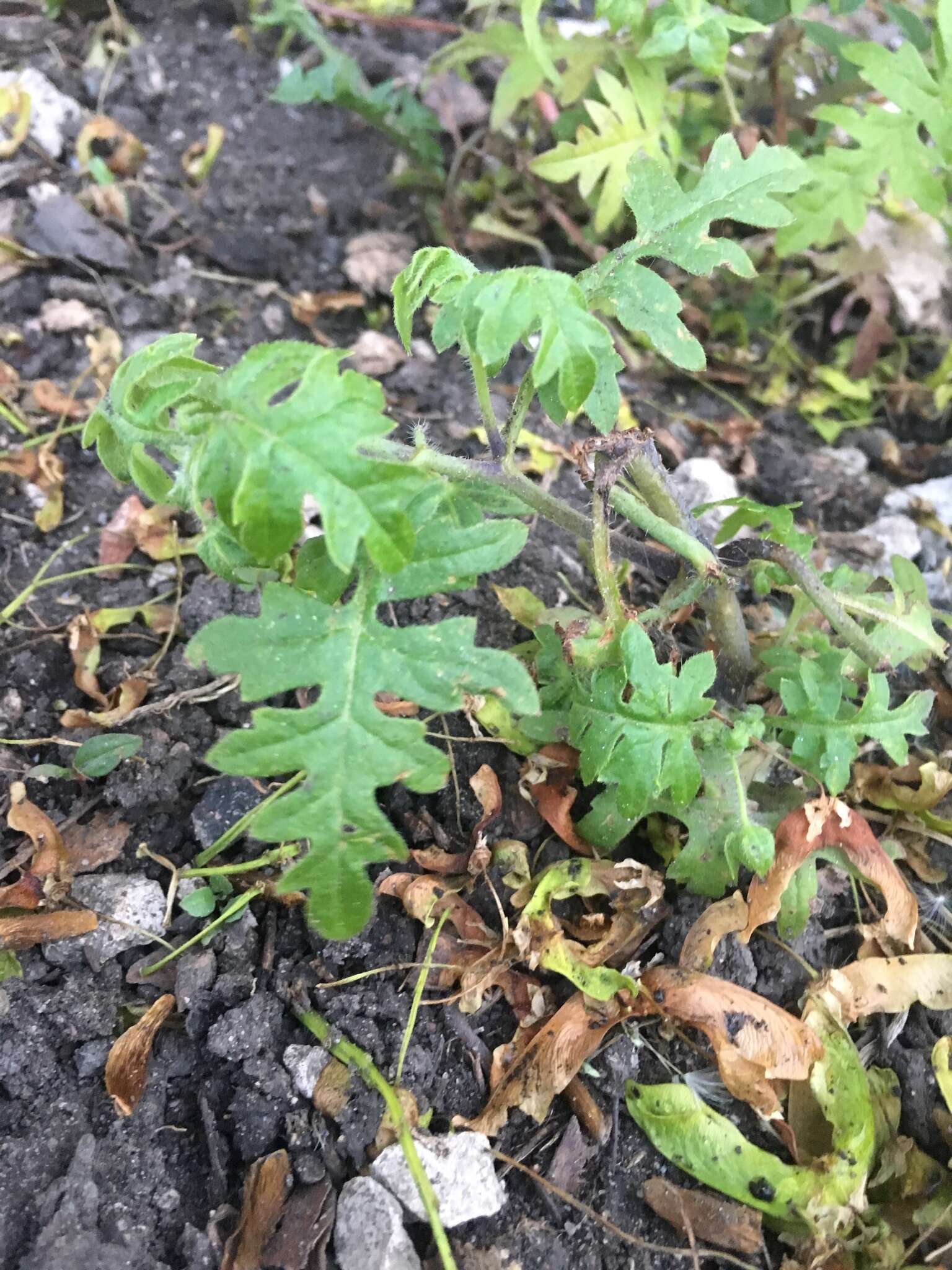 Image de Ellisia nyctelea (L.) L.