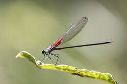 Image of Hetaerina rosea Selys 1853