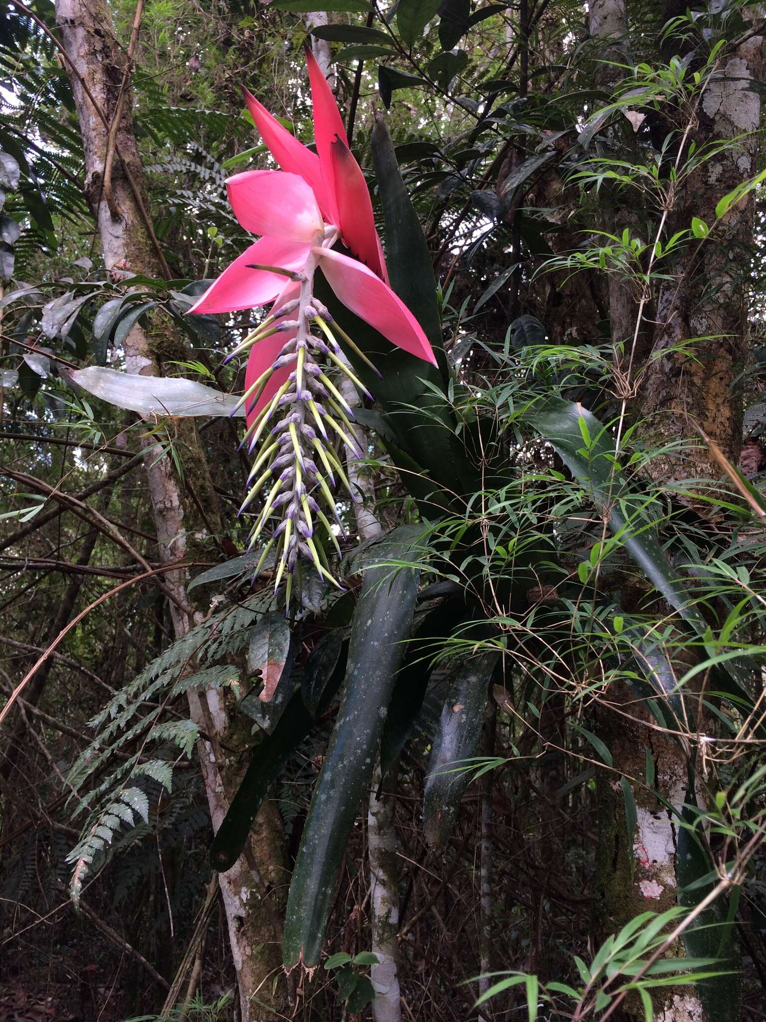 Image of Billbergia alfonsi-joannis Reitz