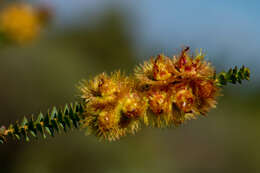 Image de Verticordia chrysostachys Meissn.