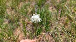 Image of Allium leucocephalum Turcz. ex Ledeb.