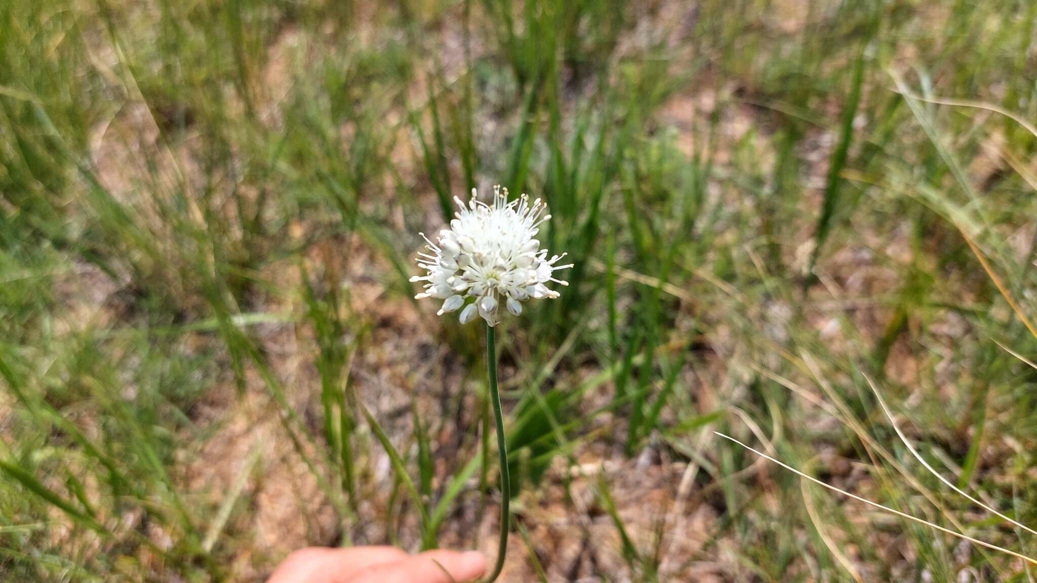 Image of Allium leucocephalum Turcz. ex Ledeb.