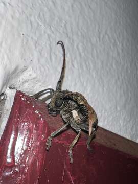 Phryneta leprosa (Fabricius 1775)的图像