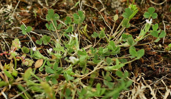 Sivun Trifolium ornithopodioides (L.) Sm. kuva