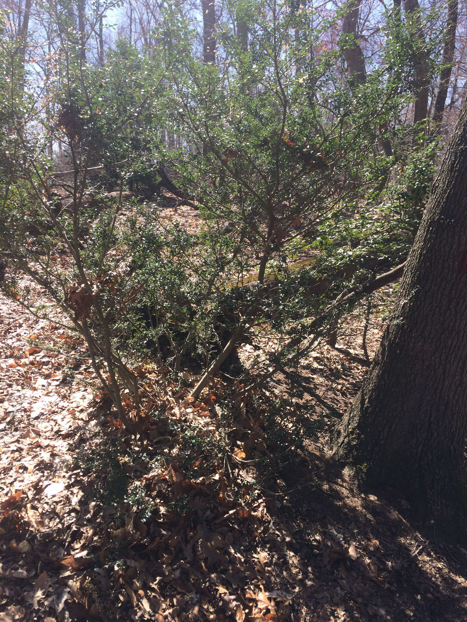 Image of Japanese holly