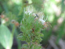 Image of Variable-Leaf Scorpion-Weed