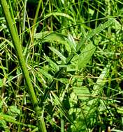 Image of Tuberous Thistle