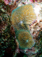 Image of Common Mushroom Coral