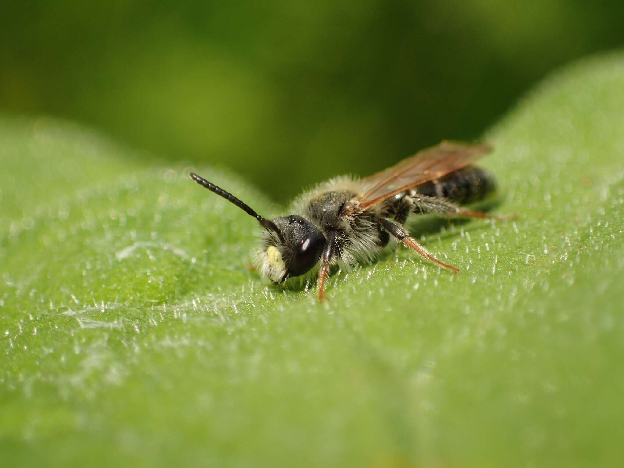 Image de Andrena chrysosceles (Kirby 1802)