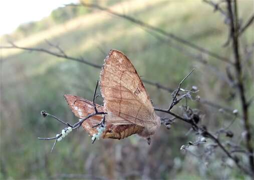 Image of Choephora