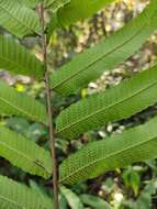 Image of Menisciopsis penangiana (Hook.) S. E. Fawc. & A. R. Sm.