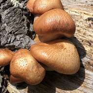 Image of Gymnopilus thiersii M. T. Seidl 1989