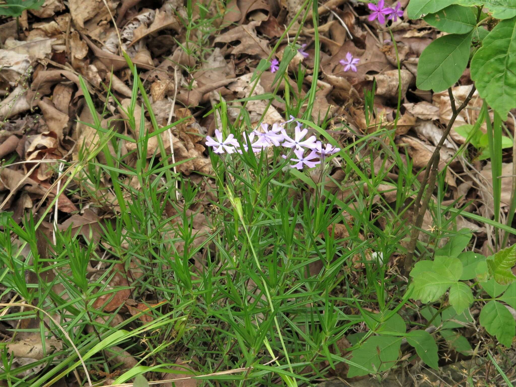 Image of cleft phlox