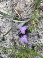 Image de Callisia graminea (Small) G. C. Tucker