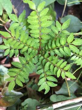 Imagem de Zanthoxylum piperitum (L.) DC.