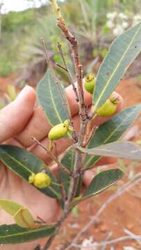 Image of Eugenia complicata Berg