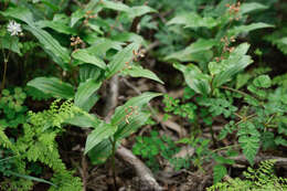 Imagem de Maianthemum formosanum (Hayata) La Frankie