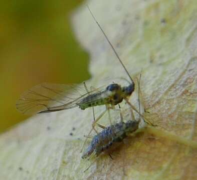 Image of Common sycamore aphid