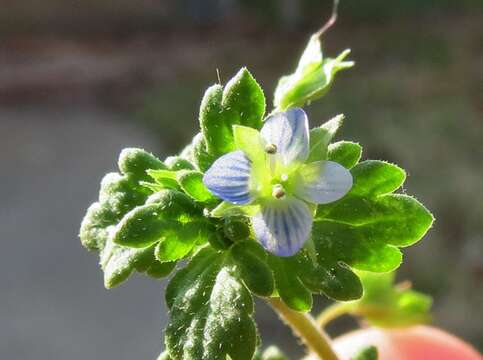 Image of Grey Field-speedwell