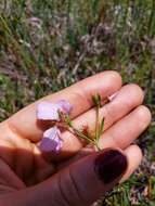 Imagem de Rhexia salicifolia Kral & Bostik